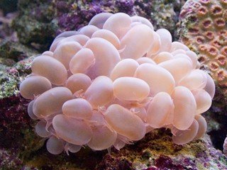 Bubble Coral Sea (plerogyra spp) - Marine World Aquatics
