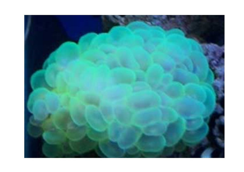 Bubble Green Cultured (Pleroyra spp) - Marine World Aquatics