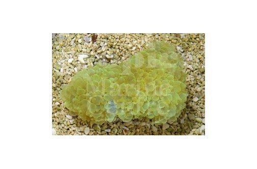 Bubble Pearl (Physogyra spp) - Marine World Aquatics