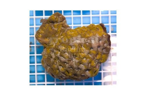 Button Coral (Acanthastrea spp) - Marine World Aquatics