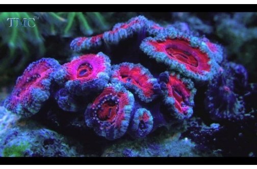 Button Coral Coral Sea (Acanthastrea spp) - Marine World Aquatics
