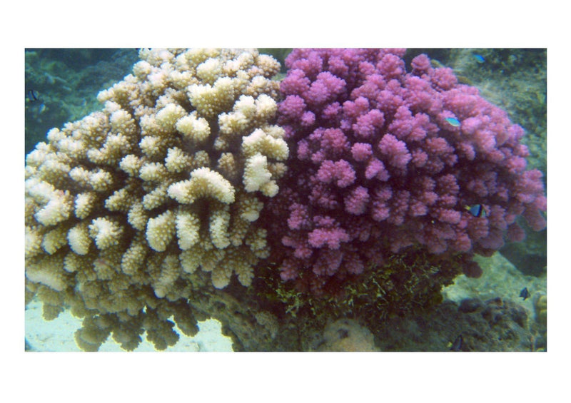 Cauliflower (Pocillopora spp) - Marine World Aquatics