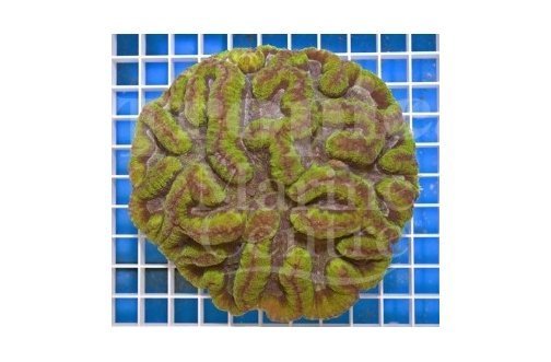 Closed Spiny Brain (Symphyllia spp) - Marine World Aquatics