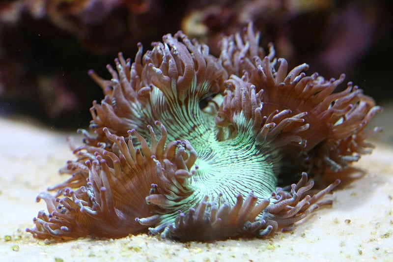 Elegance Comb Coral Sea (Cataphylia spp) - Marine World Aquatics