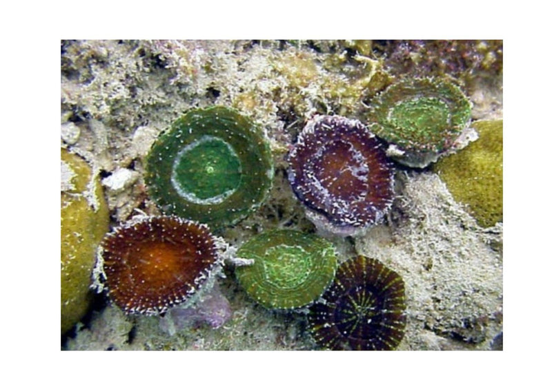 Elephant Eye Coral Sea (Scolymia spp) - Marine World Aquatics