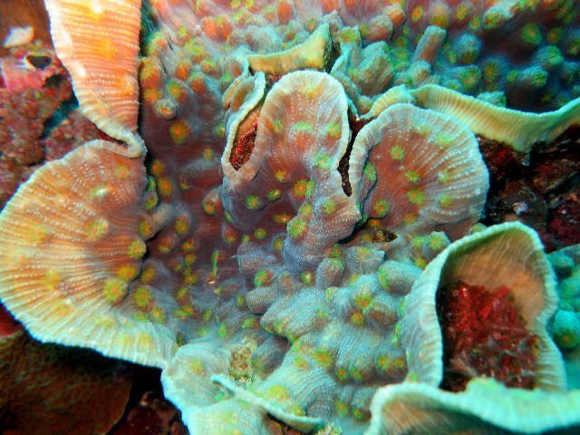 Eyed Cup Coral (Mycedium spp) - Marine World Aquatics