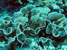 Fringe Coral (Merulina spp) - Marine World Aquatics