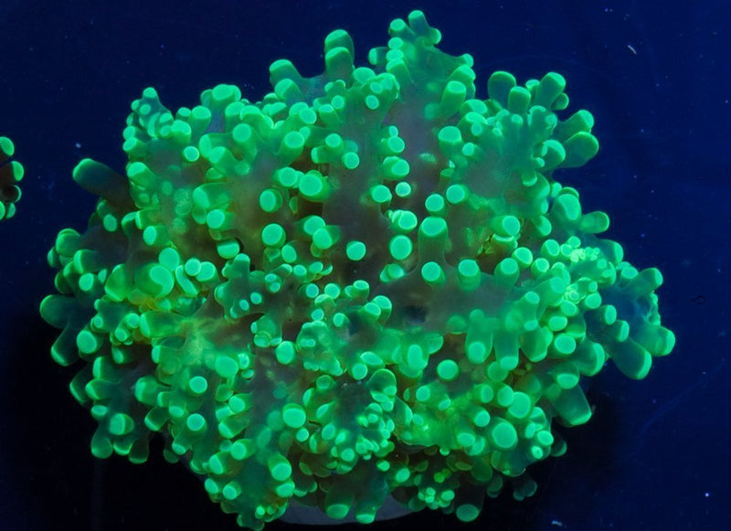 Frogspawn Coral Sea (Euphyllia spp) - Marine World Aquatics