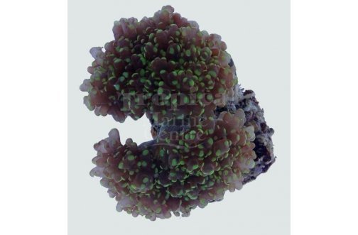 Honey Coral (Euphyllia spp) - Marine World Aquatics