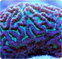 Maze Coral (Platgyra spp) - Marine World Aquatics