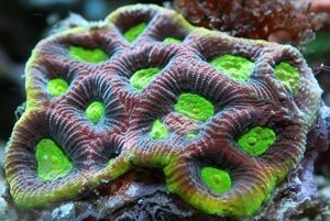 Moon Coral Sea (Gonlastrea spp) - Marine World Aquatics