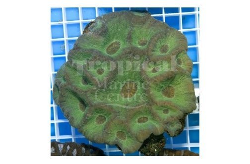 Pinapple Prism (Moseleya spp) - Marine World Aquatics