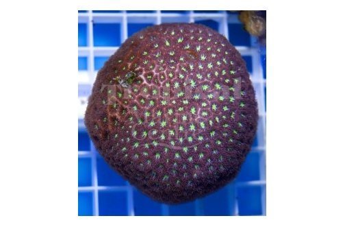 Pinapple Star (Montastrea spp) - Marine World Aquatics