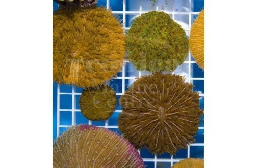 Plate Short Tenticle Coral Sea (cycloseris spp) - Marine World Aquatics