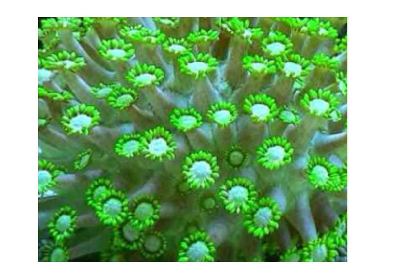 Pom Pom Long Tenticle (Goniopora spp) - Marine World Aquatics