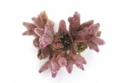 Purple Branch (Porites spp) - Marine World Aquatics