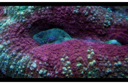 Spiny Brain Coral Sea (Lobophyllia spp) - Marine World Aquatics