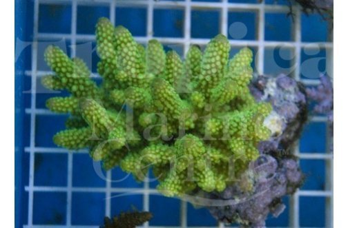 Staghorn (Acropora spp) - Marine World Aquatics