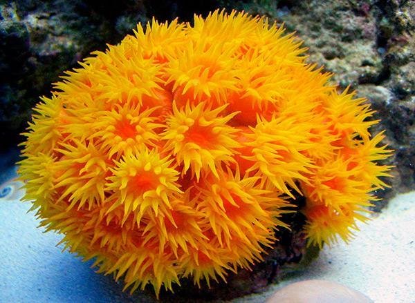 Sun Coral(Tubastrea spp) - Marine World Aquatics