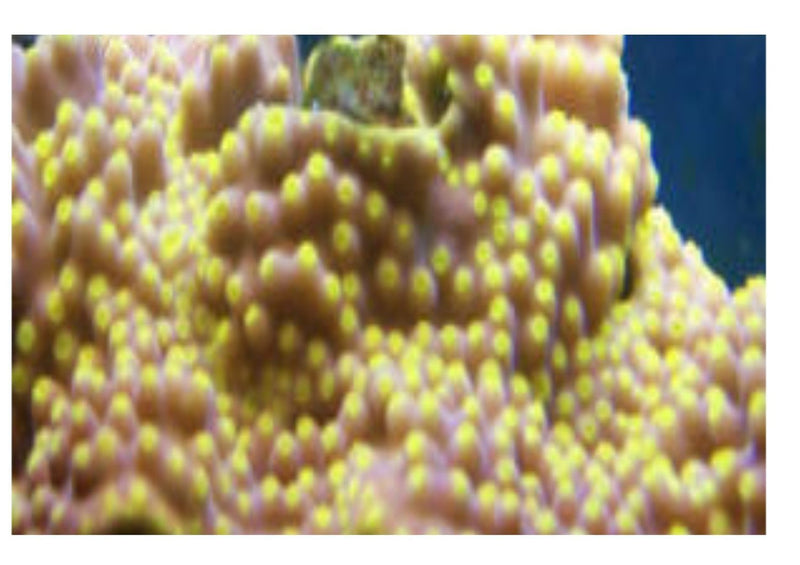 Table Golden (Turbinaria spp) - Marine World Aquatics
