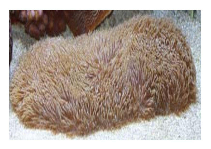 Tongue Coral (polyphyllia sp) - Marine World Aquatics
