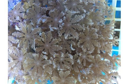 Star Polyp Clove (Clavularia spp) - Marine World Aquatics