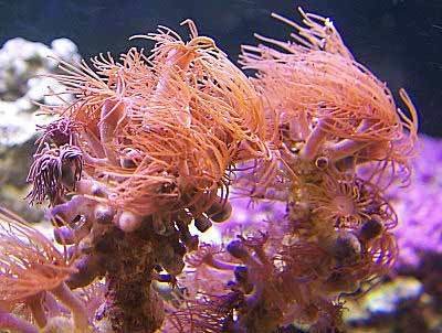 Tree Polyp (Acrozoanthus spp) - Marine World Aquatics