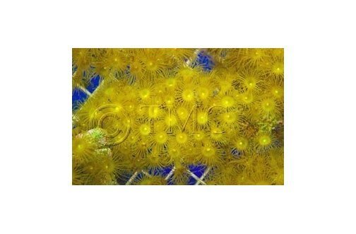 Yellow Polyp (Parazoanthus spp) - Marine World Aquatics