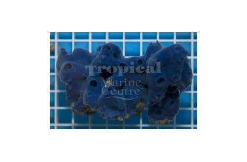 Blue Sponge (Haliclona spp) - Marine World Aquatics