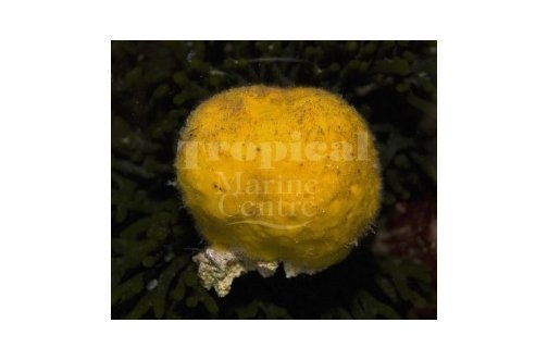 Moon Sponge (Cinachyrella spp) - Marine World Aquatics