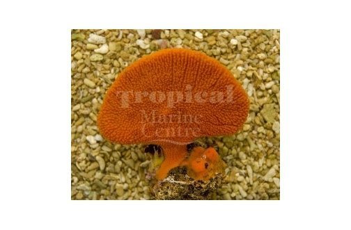 Orange Fan Sponge (Clathria rugosa) - Marine World Aquatics