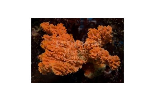 Orange Frilly Sponge (Axinella spp) - Marine World Aquatics