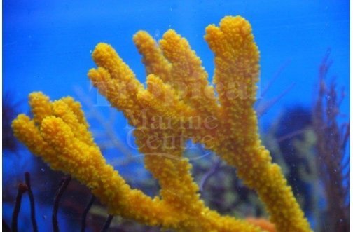 Orange Tree Sponge (Ptilocaulis spp) - Marine World Aquatics