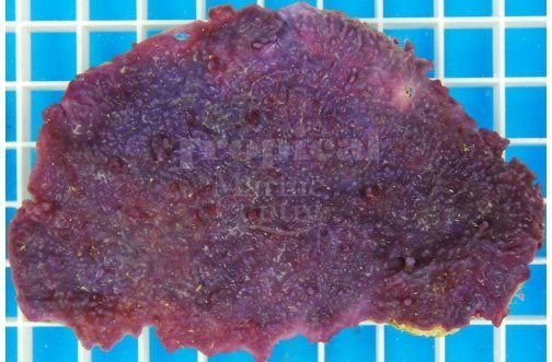 Purple Encrusting Sponge Cultured (Haliclona sp) - Marine World Aquatics