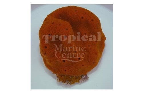 Red Ball Sponge (Pseudaxinella spp) - Marine World Aquatics