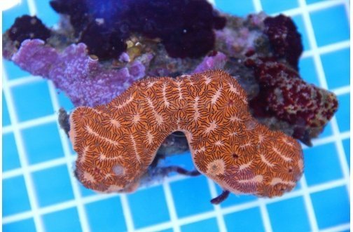 Tiger Sponge (Brotyllus sp) - Marine World Aquatics