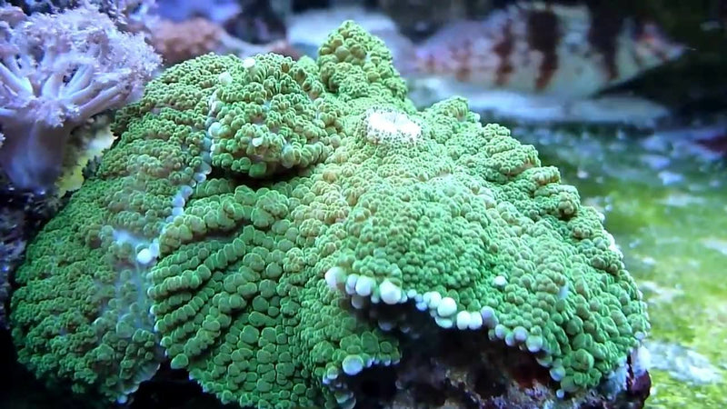 Bullseye Mushroom Rock Coloured (Rhodactis inchoata) - Marine World Aquatics