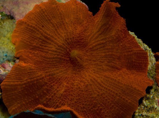 Common Mushroom Rock (Discosoma spp) - Marine World Aquatics