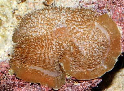 Giant Cup Mushroom Rock (Amplexidiscus Fenestrafer) - Marine World Aquatics