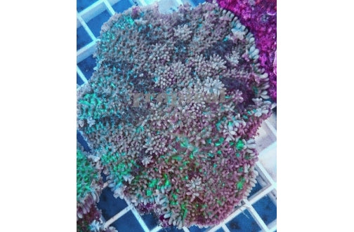 Metallic Mushroom Rock (Rhodactis Rhodostoma) - Marine World Aquatics