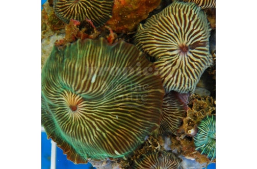 Striped Mushroom Rock Cultured (Discosoma striata) - Marine World Aquatics