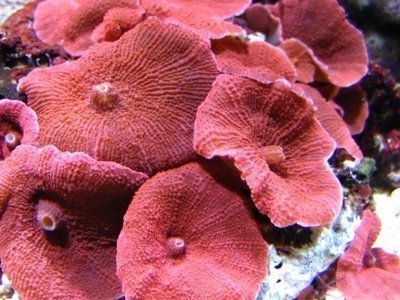 Red Mushroom Rock Frag (Discosoma cardinalis) - Marine World Aquatics