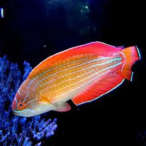 a fish that is swimming in some water