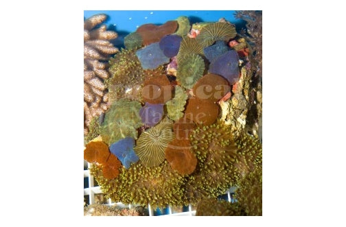 Multicolour Combi Mushroom Rock (Various spp) - Marine World Aquatics