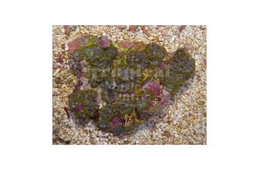 Marble Mushroom Rock (Discosoma spp) - Marine World Aquatics