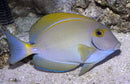 Australian Blue Tail Tang (Acanthurus dussumieri) - Marine World Aquatics