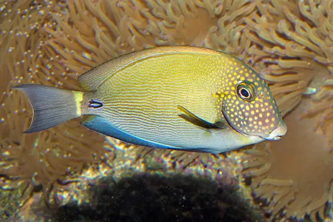 Freckle Face Tang (Acanthurus maculiceps) - Marine World Aquatics