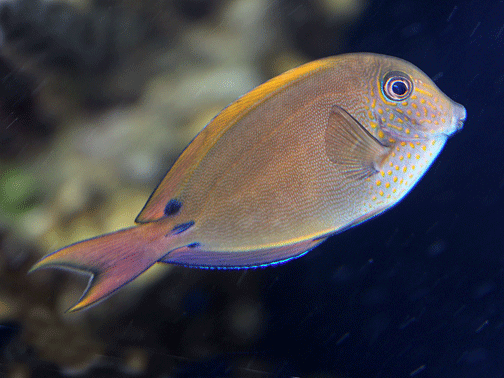 Lavender Tang (Acanthurus nigrofuscus) - Marine World Aquatics