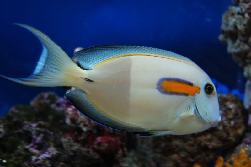 Orange Shoulder Tang : Adult  (Acanthurus olivaceus) - Marine World Aquatics