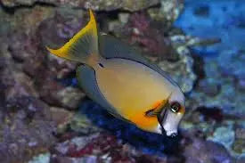 Mimic Tang - Half Black (Acanthurus pyroferus) - Marine World Aquatics
